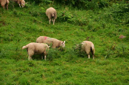 Un gruppo di pecore lungo il sentiero per Glendalough